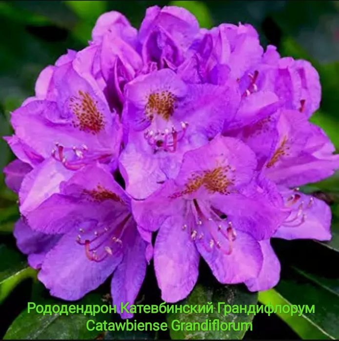 Рододендрон Різні види
