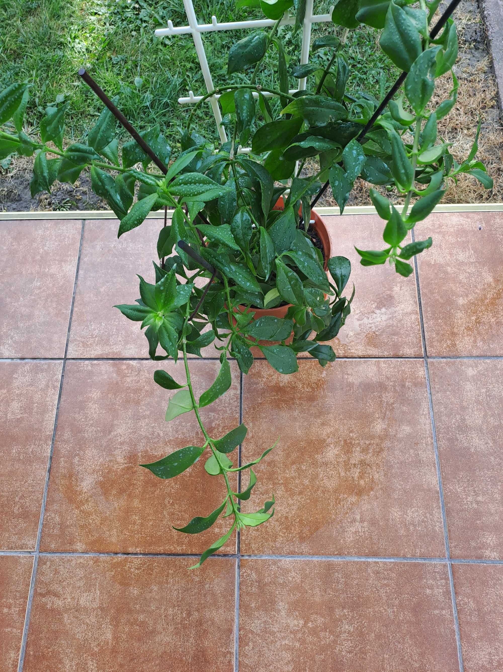 Kwiat Aeschynanthus specios