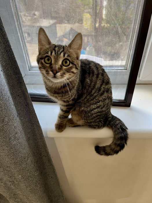 Котенок Шухер 4,5-5 мес,привит