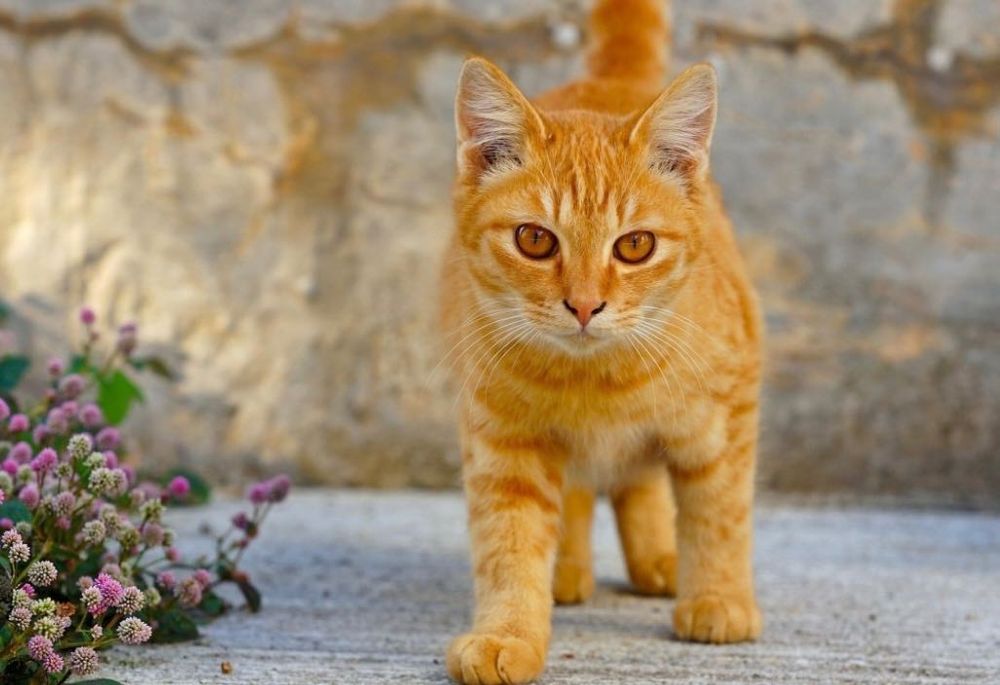 Красивые рыжие котята бесплатно