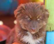 Miniature american shepherd o Pastor australiano mini