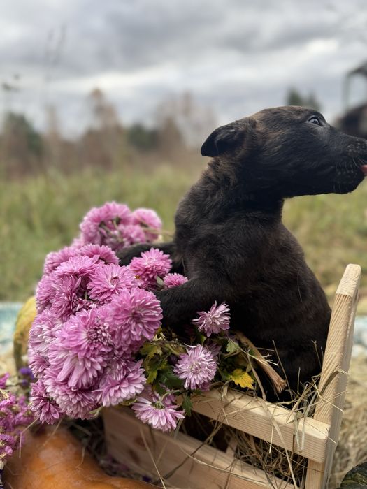 Голландська вівчарка Хердер (Не Малінуа)