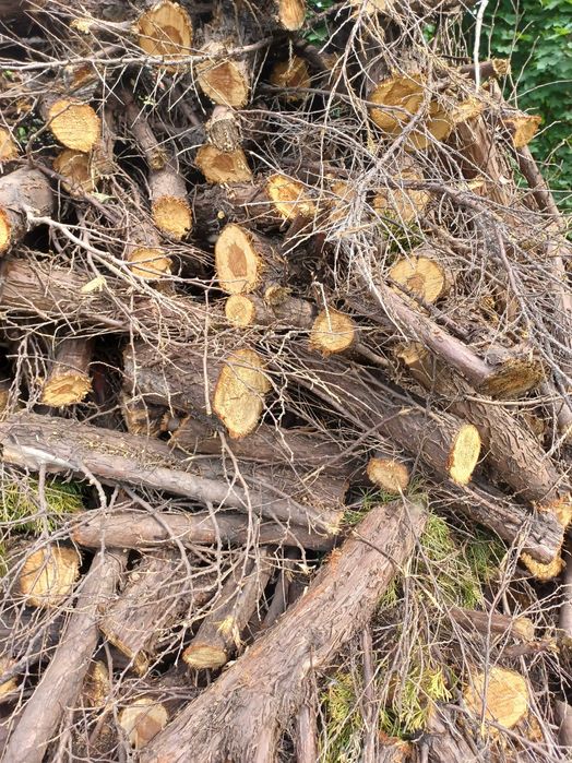 Drewno opałowe / do wędzenia jałowiec