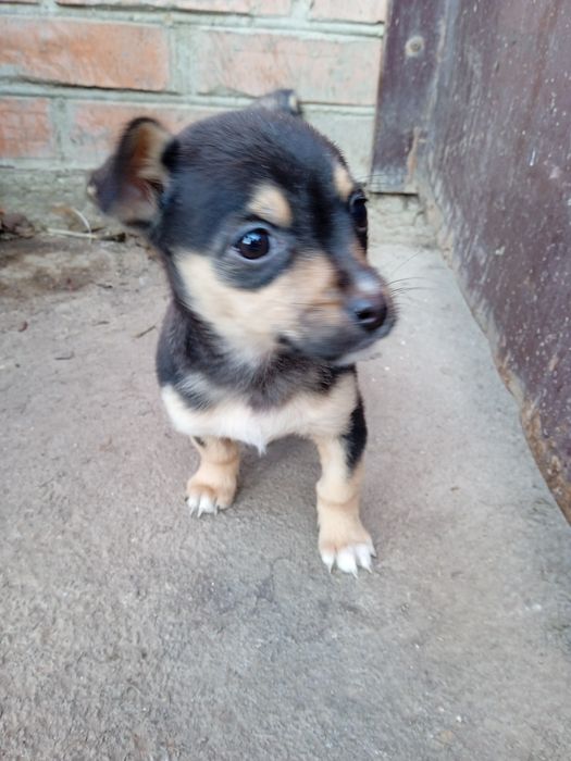 Віддаю собаки безкоштовно