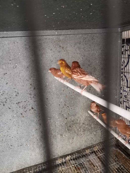 Canários Phaeo amarelo e branco