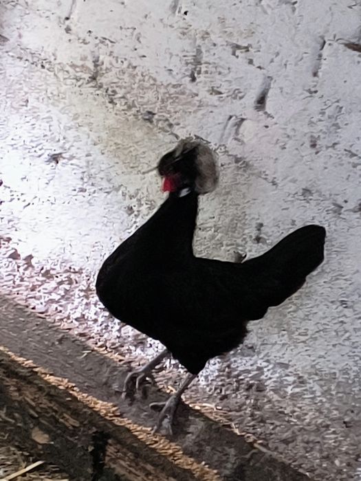 Jaja lęgowe bialoczuby czubatka miniaturowe