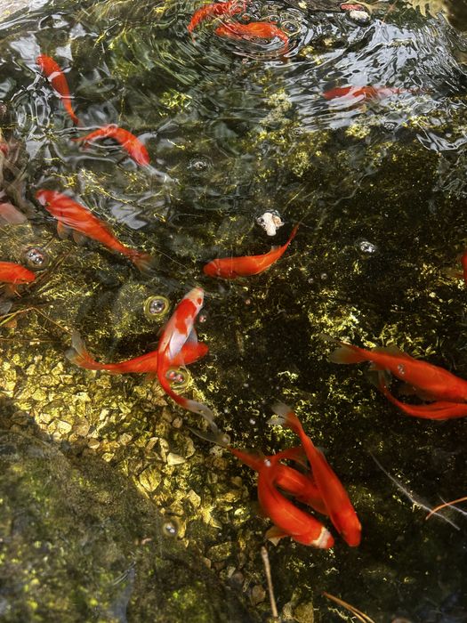 Peixes muito coloridos de agua doce