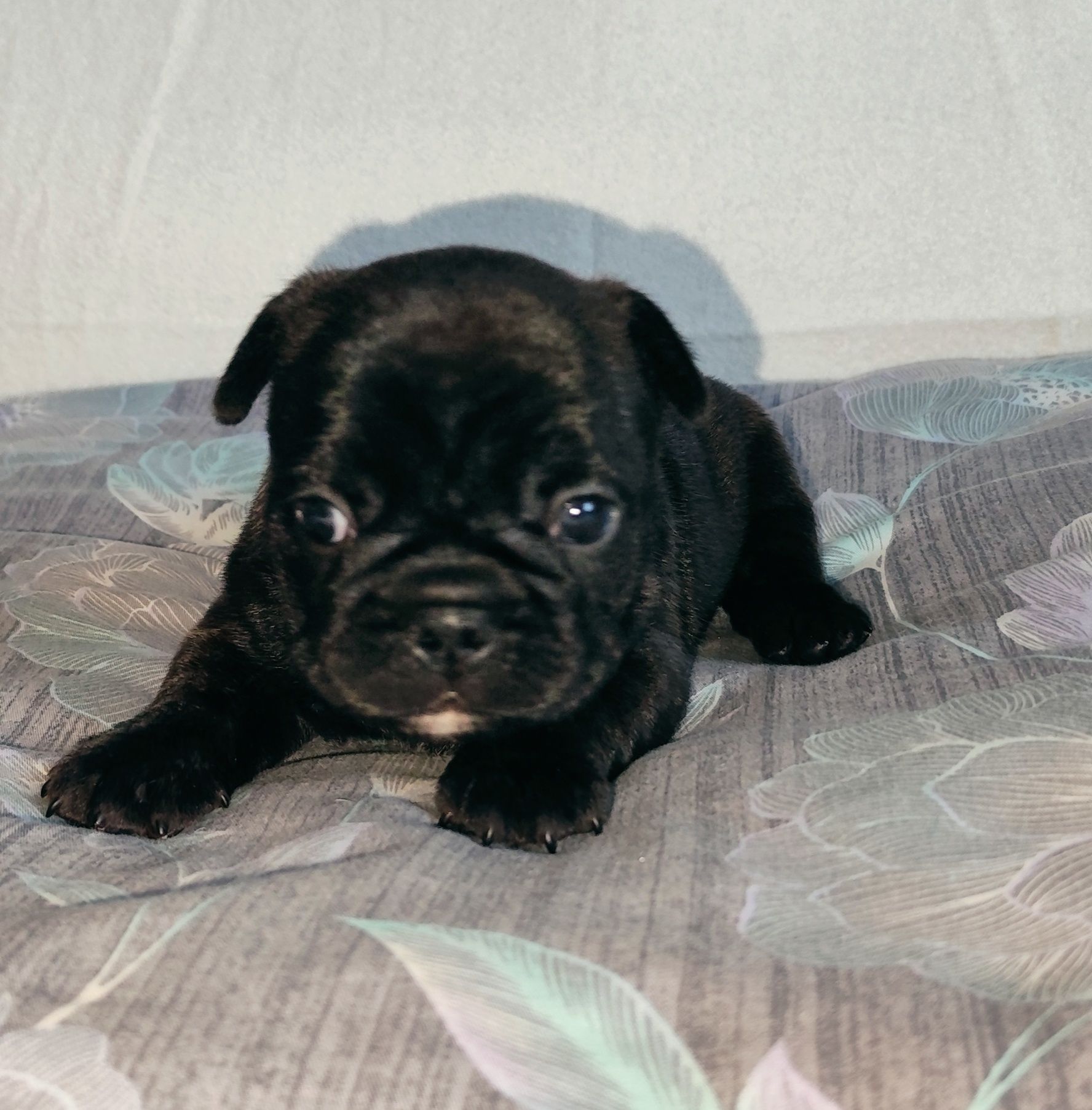 Buldog francuski, buldogi francuskie ZKwP FCI