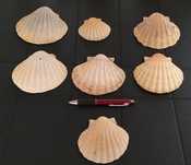 Conchas de Mar para Decoração.