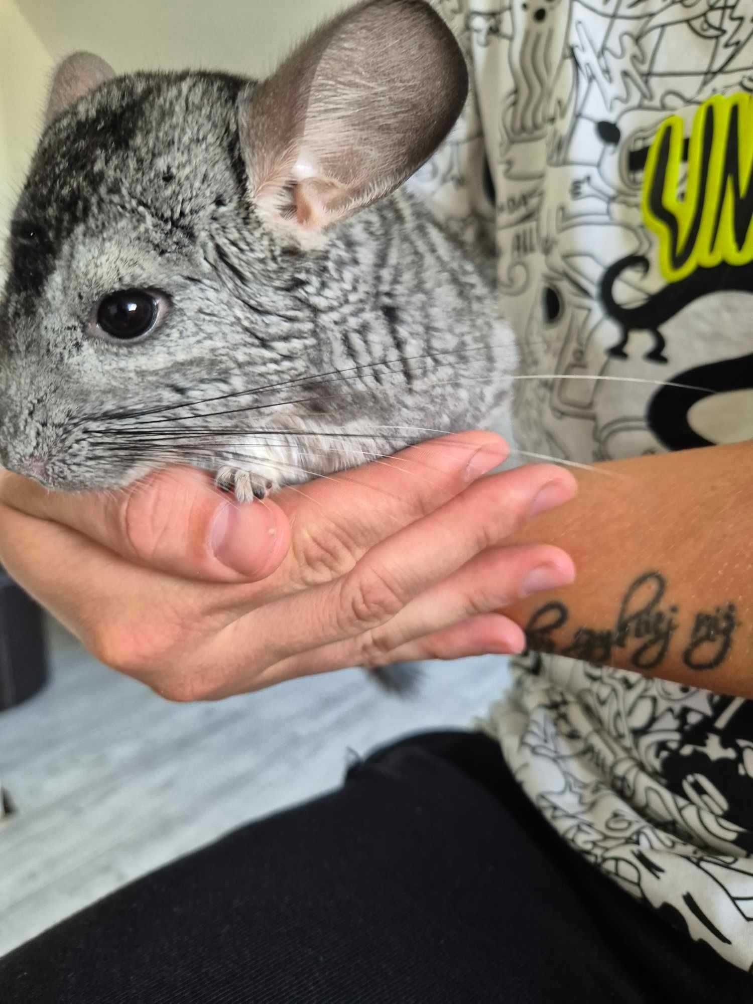Trzy szynszyle do Adopcji