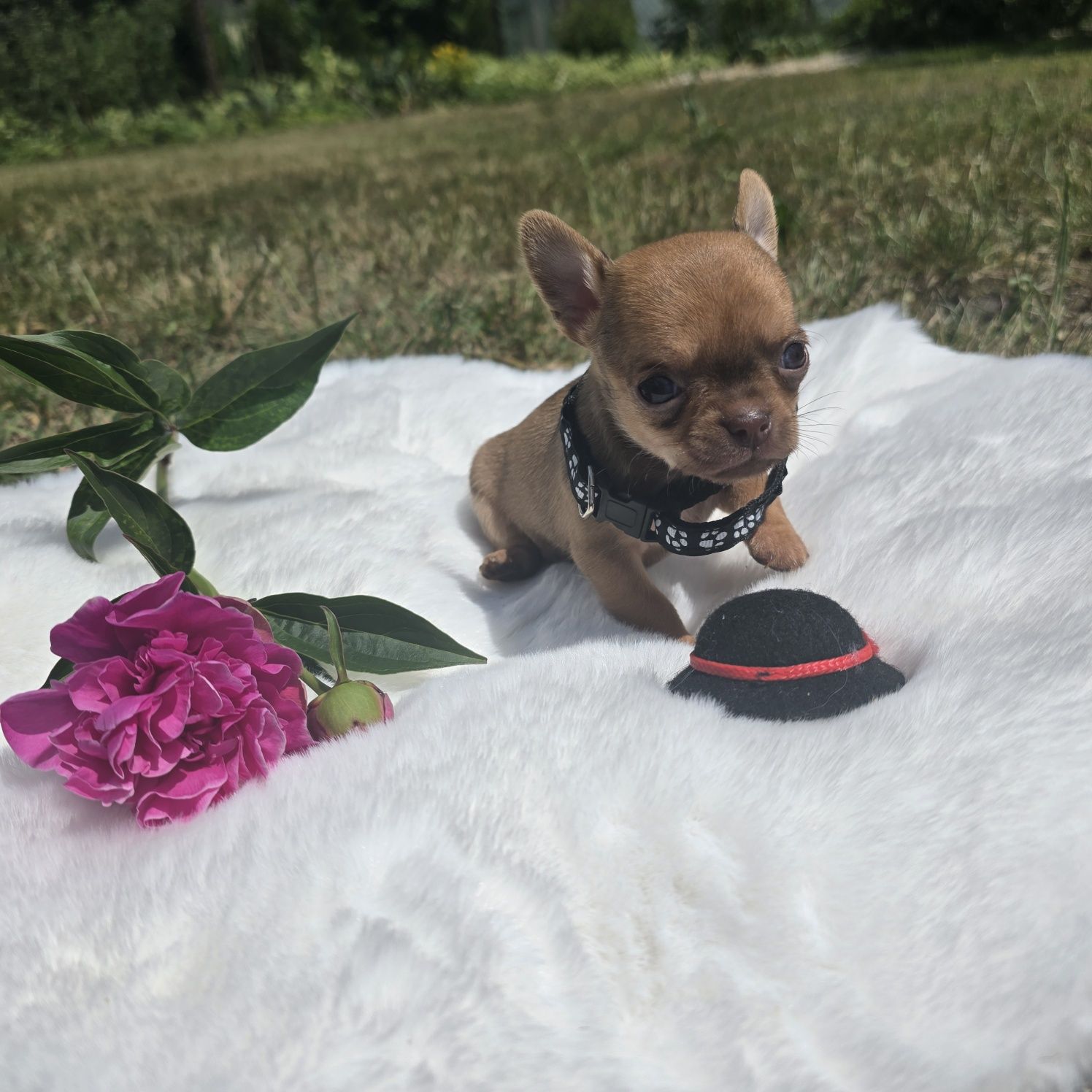 Chihuahua samiec sable xs