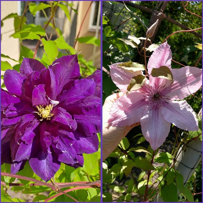 Клематис,Гортензия, гибискус розы,лилии бересклет самшит малина смород