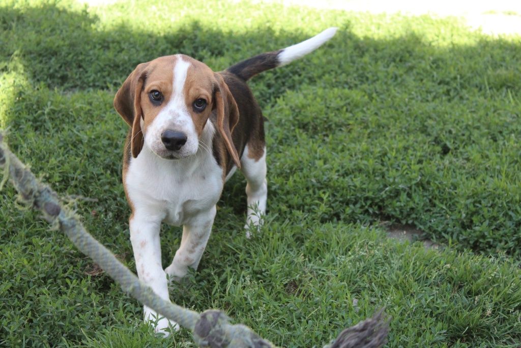 Beagle piesek do odbioru