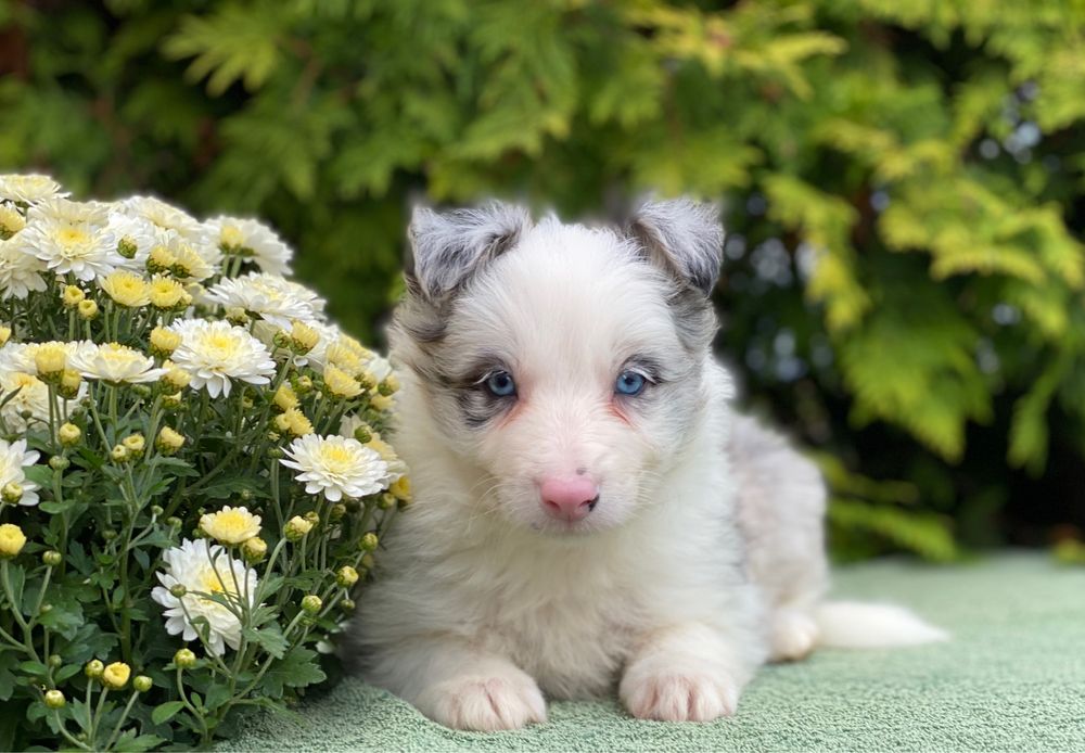Border Collie chłopiec blue merle