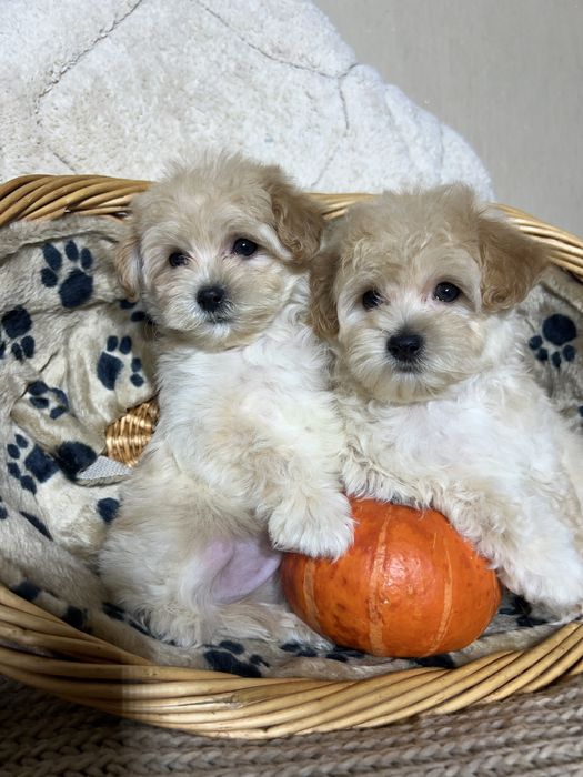 Мальтипу Ф1. Київ