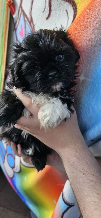 Shih Tzu Suczka  z Rodowodem