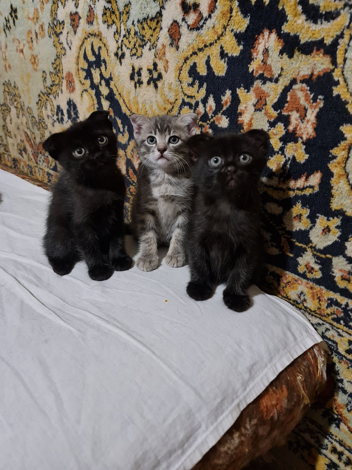 Віслоухі  котята породи Шотланська віслоуха (Скоттіш-фолд)
