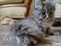 Mainecoon kotka z rodowodem