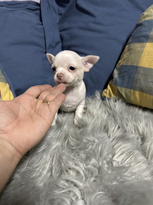 Menino “Chihuahua  lindissimo “ branco