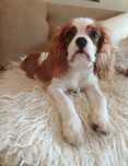 Cavalier King Charles Spaniel  *Chłopczyk* ZKwP - FCI