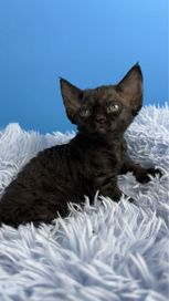 Devon rex kocurek czarny