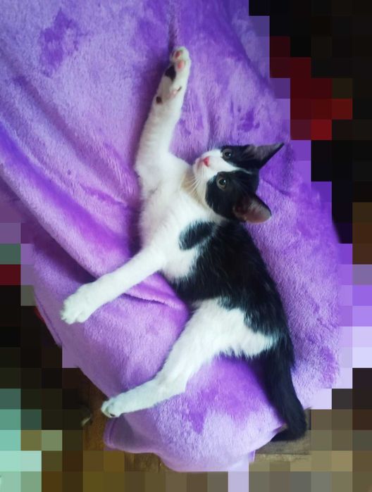 Кумедний хлопчик кошеня 5 міс. в добрі руки!