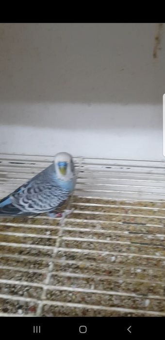 Piriquitos portadores Dun fallow