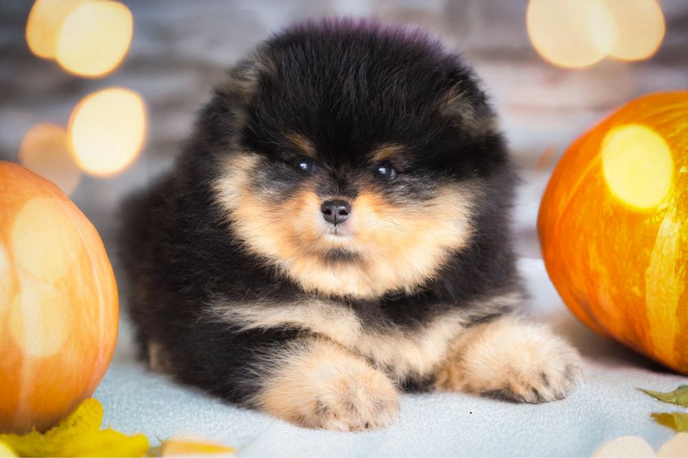 Pomeranian szpic miniaturowy / linia azjatycka/ black and tan ZKwP FCI
