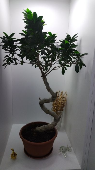 Fikus Bonsai, drzewko bonzai