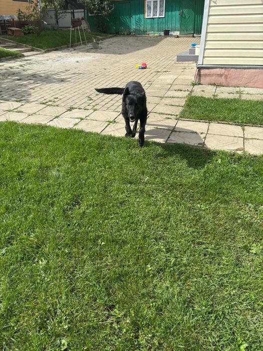 Продам німецьку вівчарку