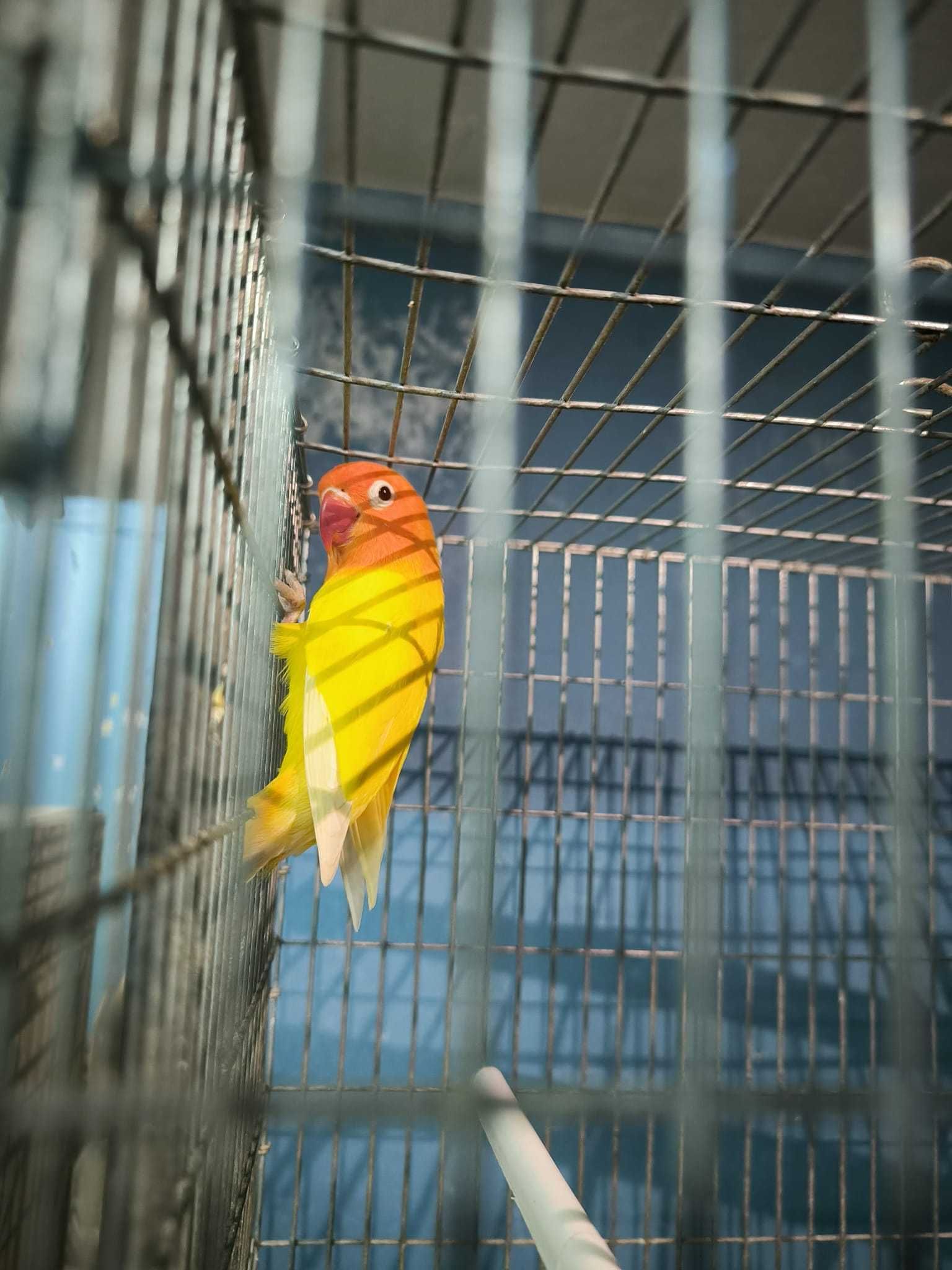 Casal Agapornis Fischer