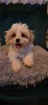 Maltipoo Hodowla GAJA