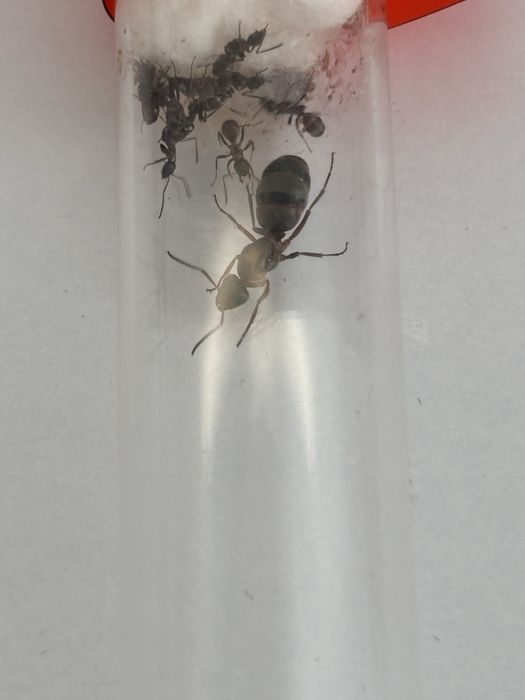Formica rufibarbis Q + 8w