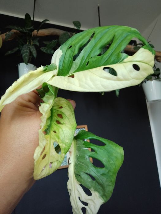 Monstera Adansoni Variegata