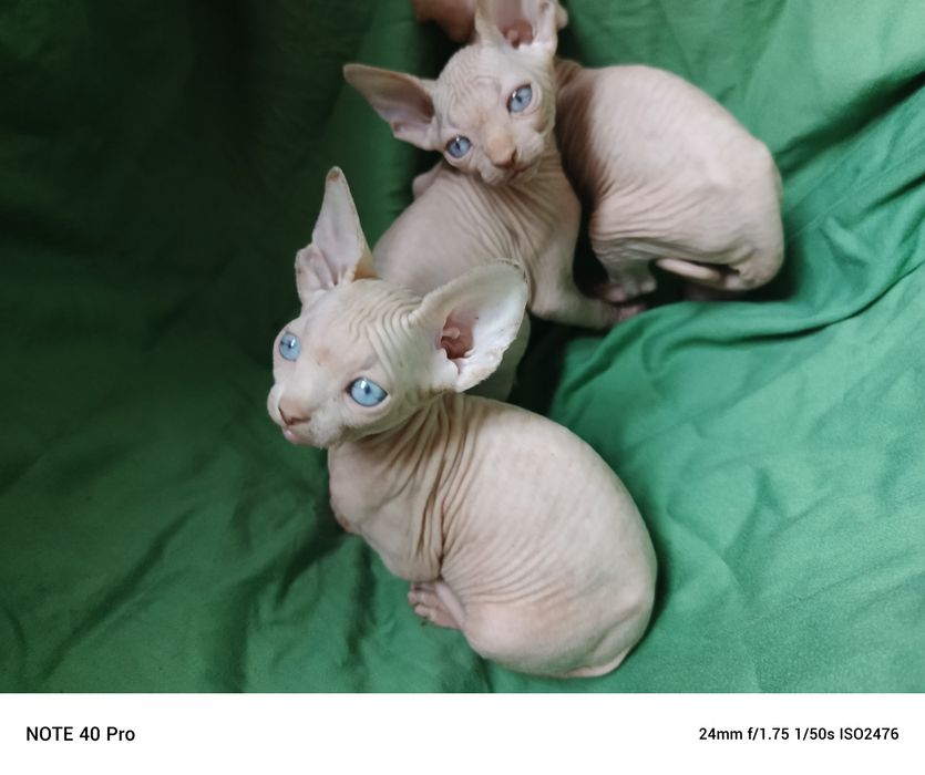 Любимочки красивенные