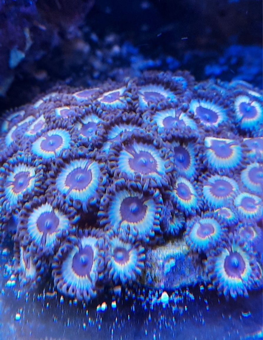 Zoanthus Sonic Flare