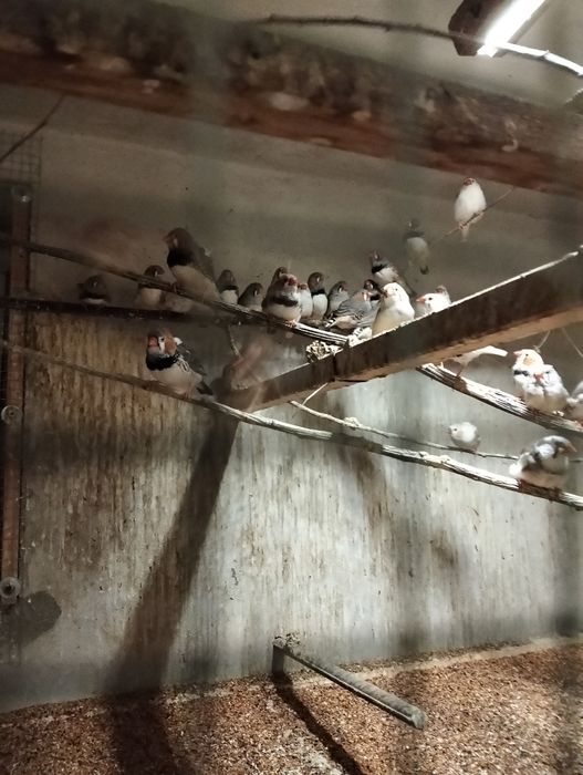 Zeberki amadyny od 20 zł