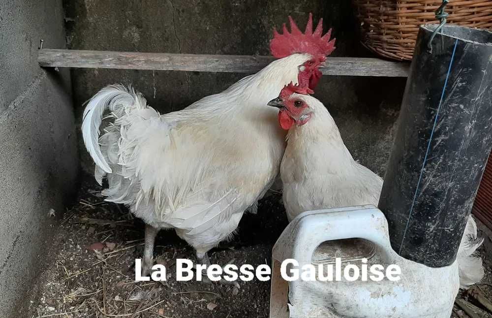 Ovos férteis raça Leghorn