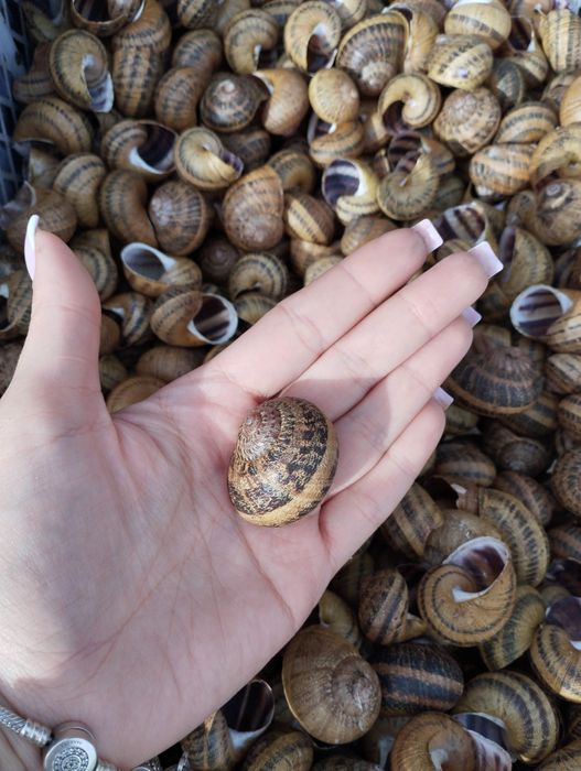 Продам мушлі равлика