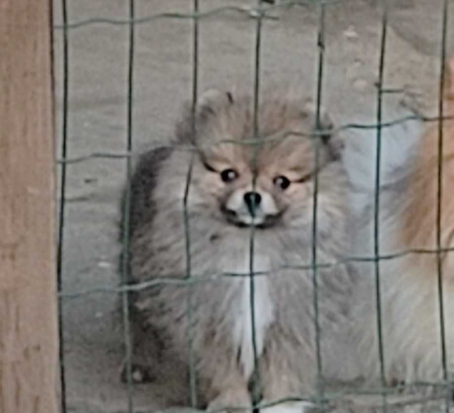 Spitz alemão anão Lulu da Pomerânia