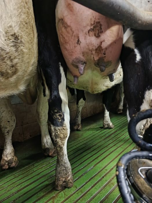 Byczek mięsny cielak