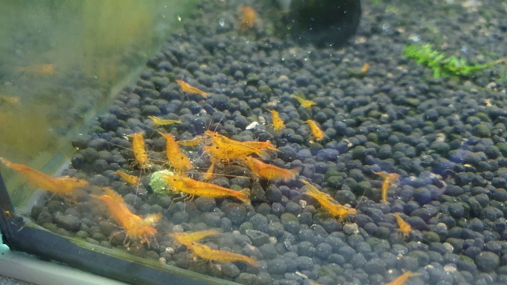 krewetki tangerine tiger cardina do krewetkarium woda RO