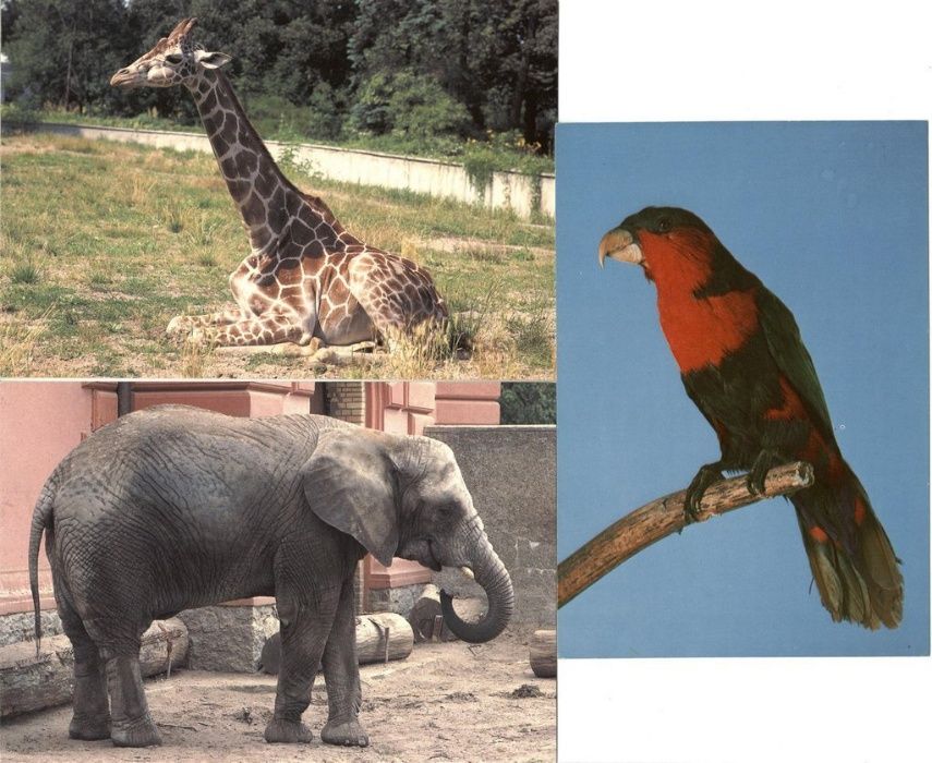 13 pocztówek KAW przedstawiających dzikie zwierzęta