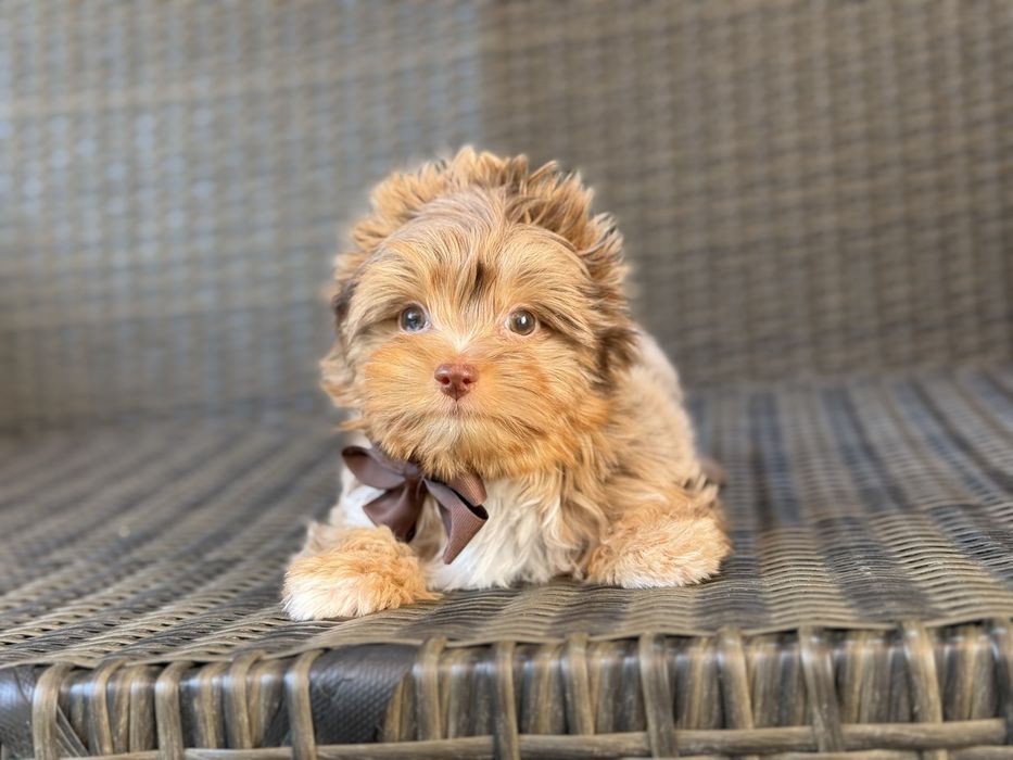 Йорк хлопчик забарвлення шокомерле