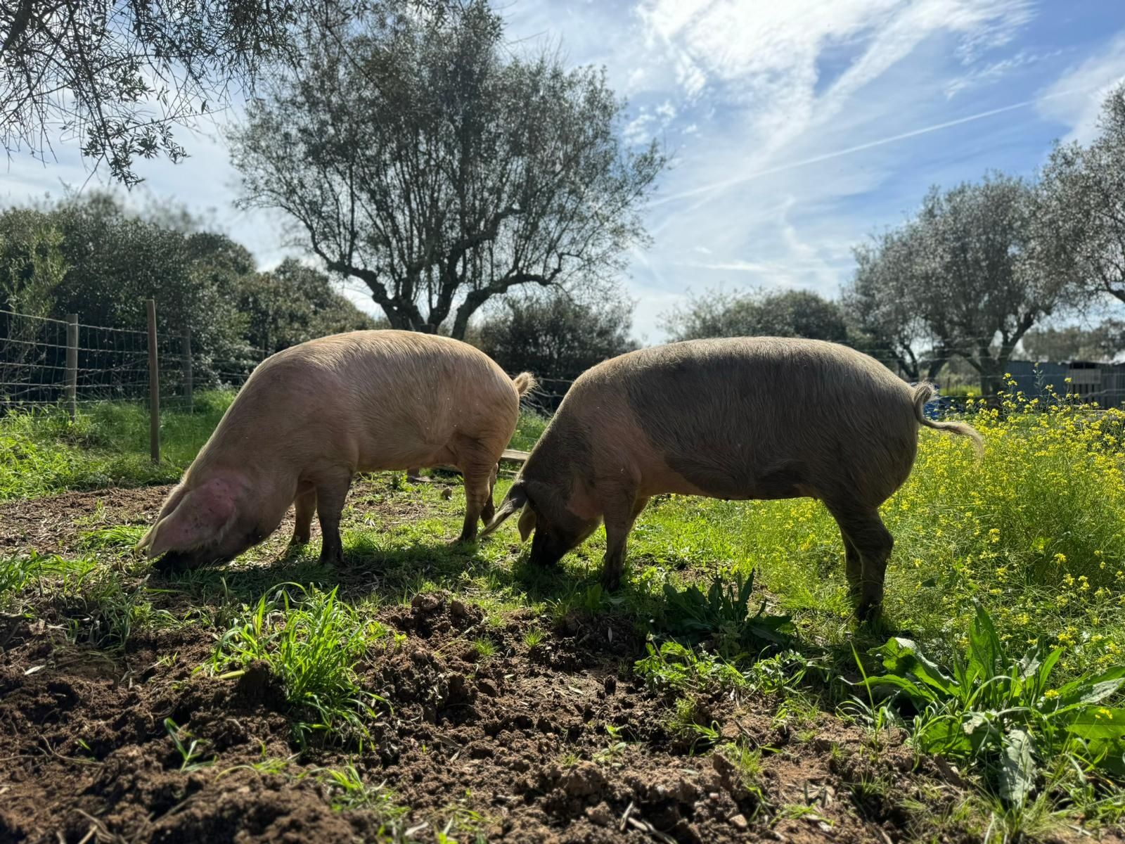 CaMpig.  Leitoês bisaros puros