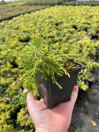 Juniperus ×media 'Gold Star' Jałowiec P9 wysyłka Producent P9