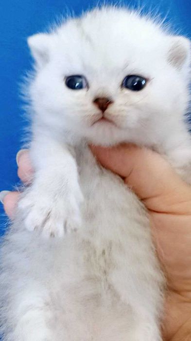 Яскраві шскотландські кошенята