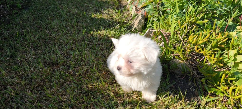 Bichon maltês criado em ambiente familiar disponível para entrega imed