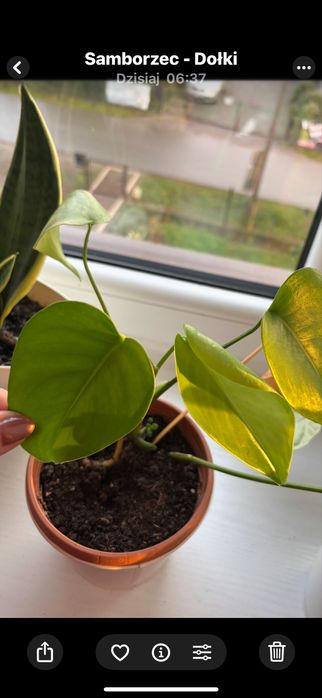 monstera do sprzedania 6 sadzonek po 10 zl