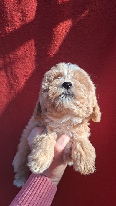 Шикарные мальтипу.Ф1 .